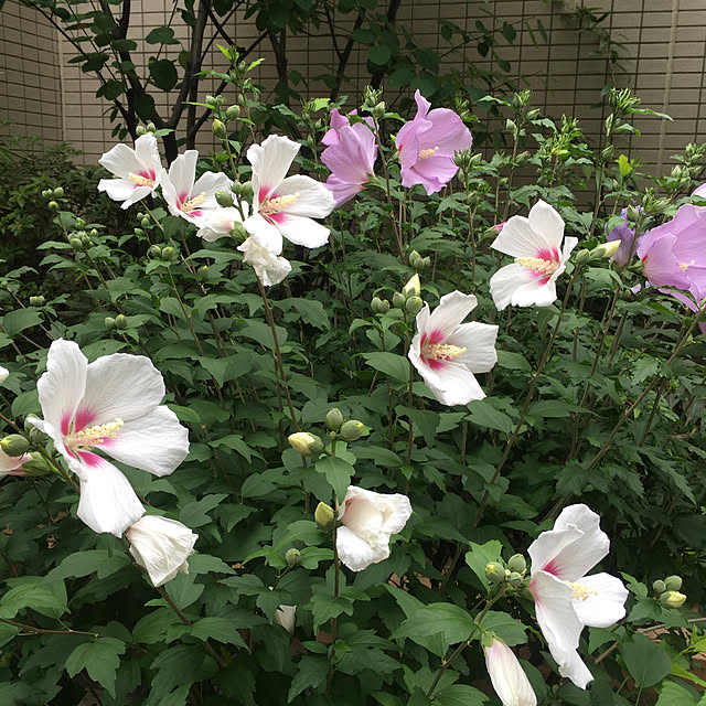 happy-sachiさんの実例写真