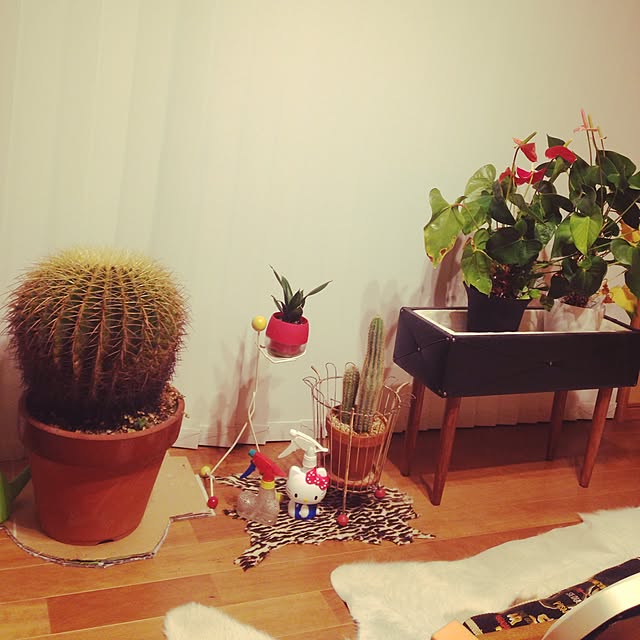 popさんの実例写真