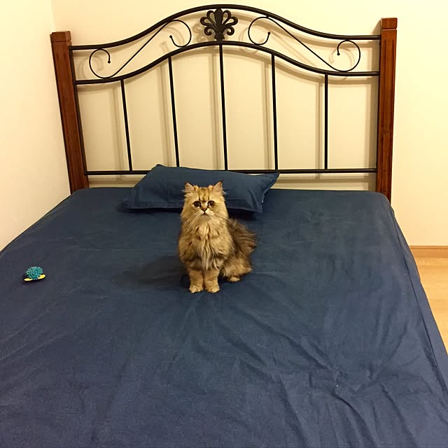 butachanさんの実例写真