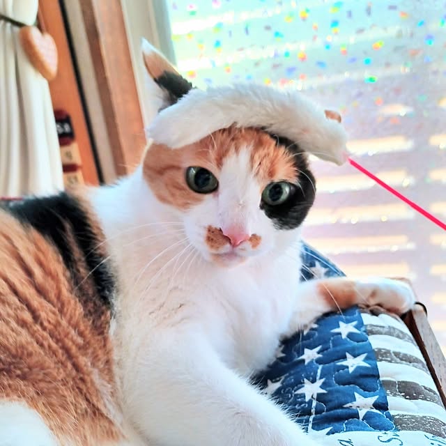nanaさんの部屋