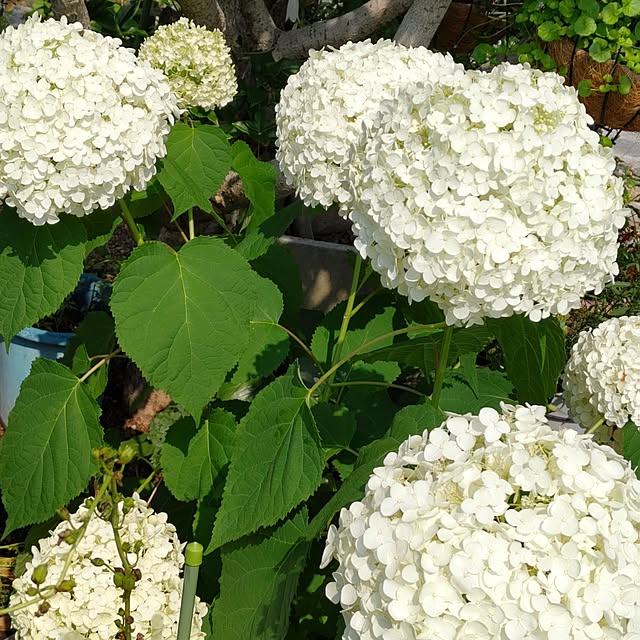 salacocoさんの部屋