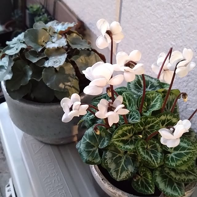 MIPORINNさんの実例写真