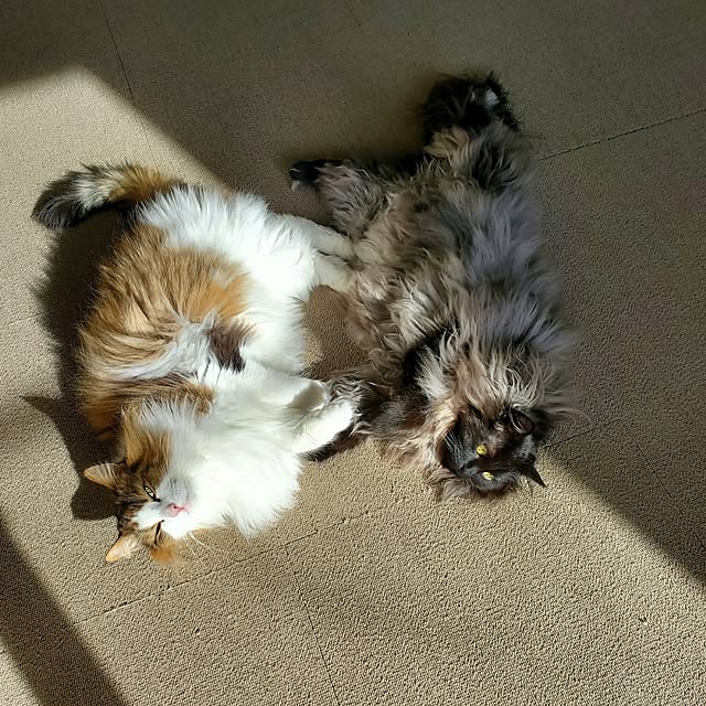 muku+maroさんの部屋