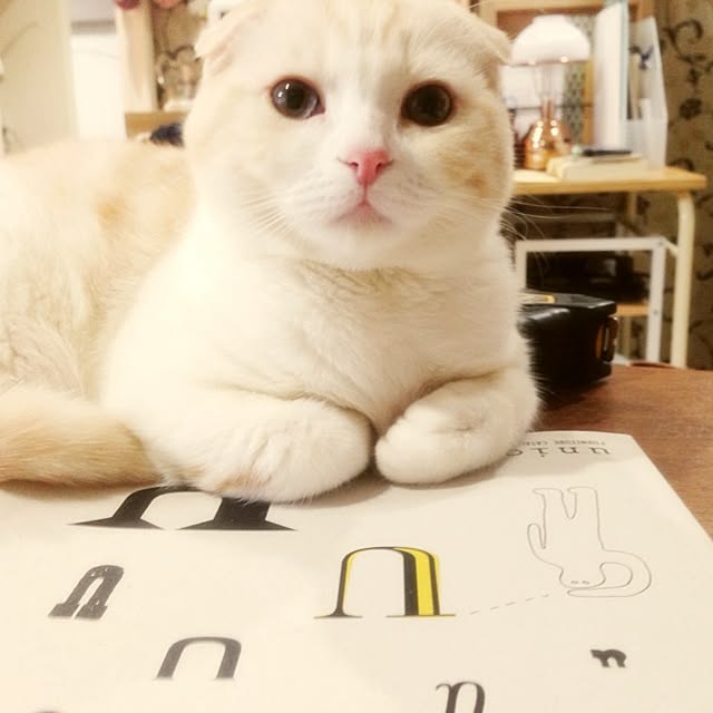 marizouさんの実例写真
