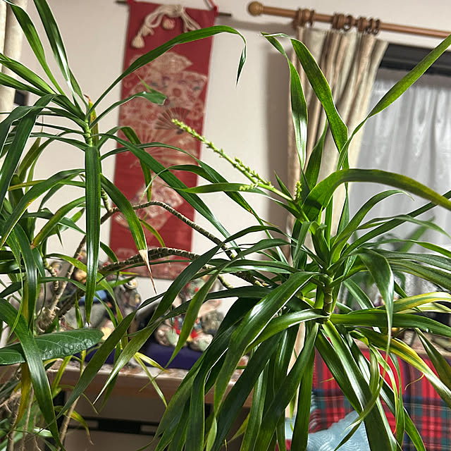 ritsukoさんの部屋