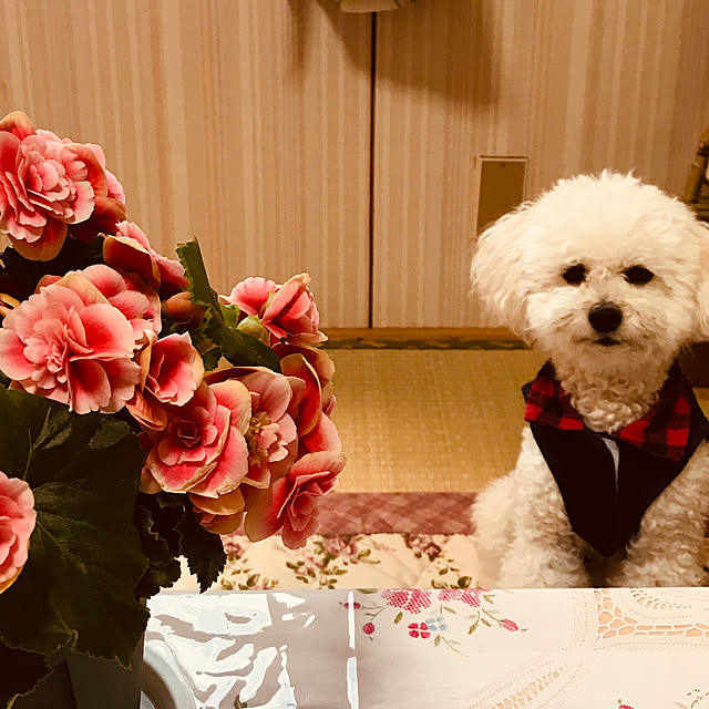 junさんの実例写真