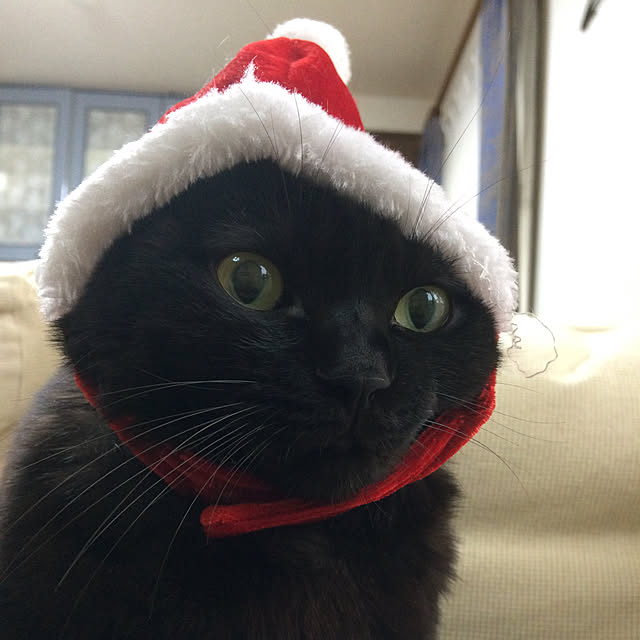 kirakirahoshiさんの実例写真