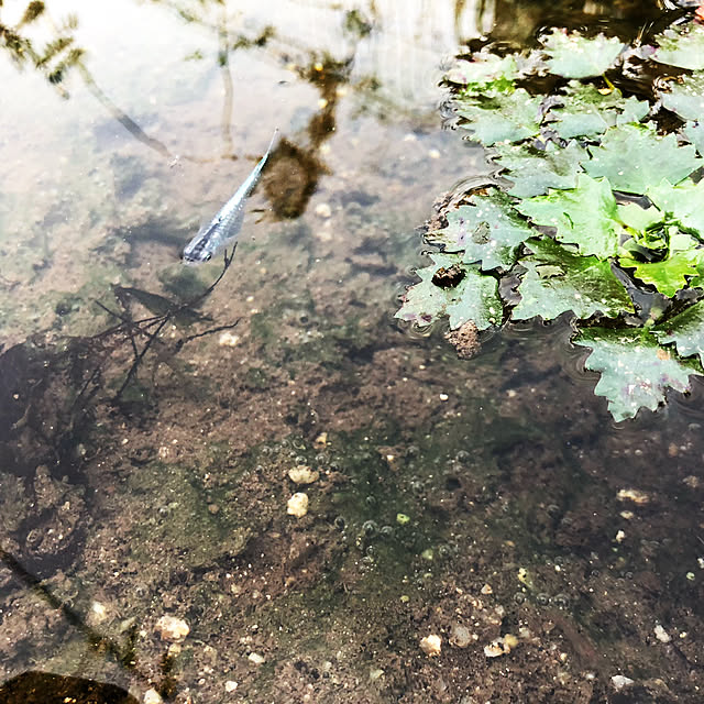 ecopanaさんの実例写真