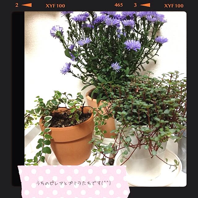 minaさんの実例写真