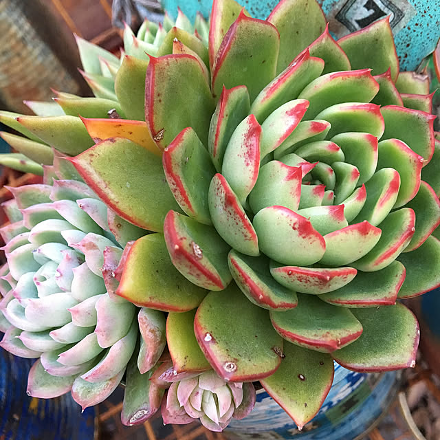 観葉植物/多肉植物/多肉を詠む会/寄せ植え/玄関/入り口のインテリア実例 - 2019-12-07 18:07:58