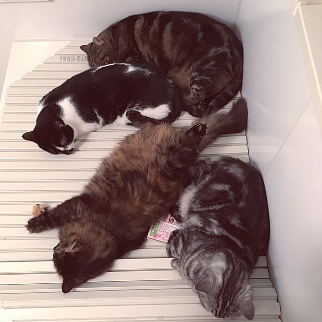 mikomaruさんの実例写真