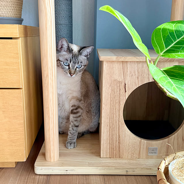 amさんの実例写真