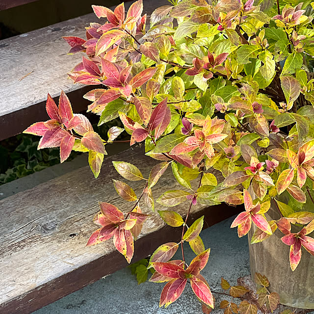 Kikko.さんの部屋