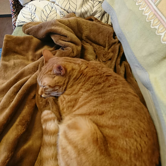 okyosan101さんの実例写真