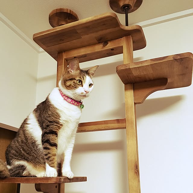 sachiさんの実例写真