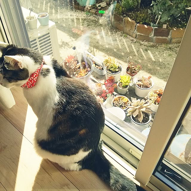 soyokahoさんの実例写真
