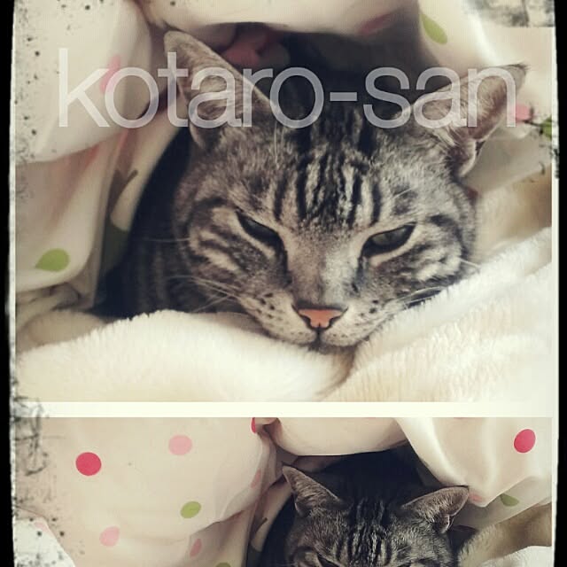makoさんの実例写真