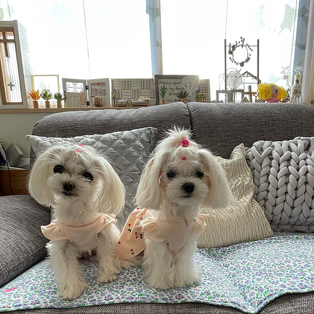loliontoaliceveさんの実例写真
