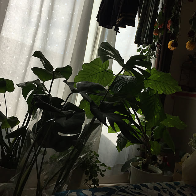 emiさんの実例写真