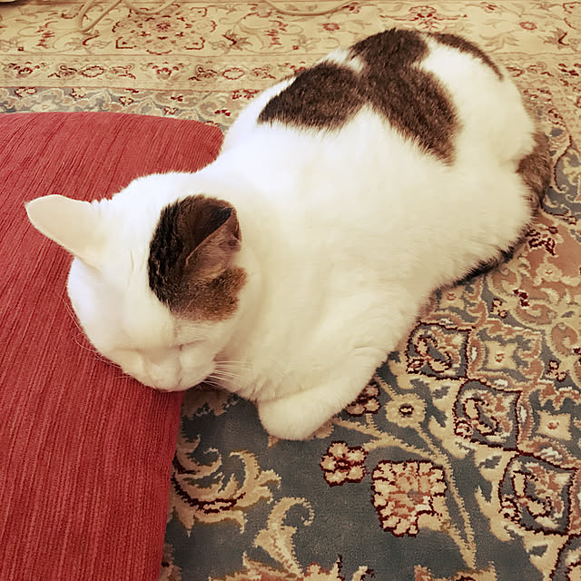 coedodecoさんの実例写真