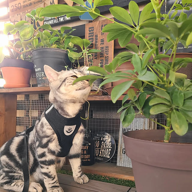 lovepeaceさんの実例写真
