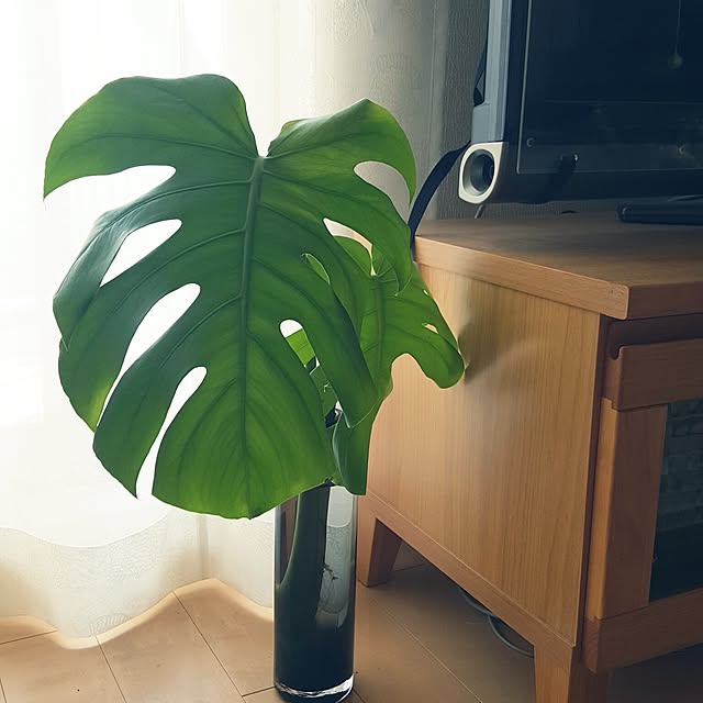 cherryさんの実例写真