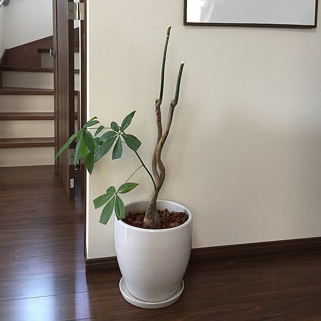 hacchunさんの実例写真