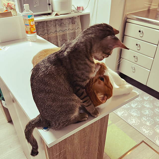 cat5さんの実例写真