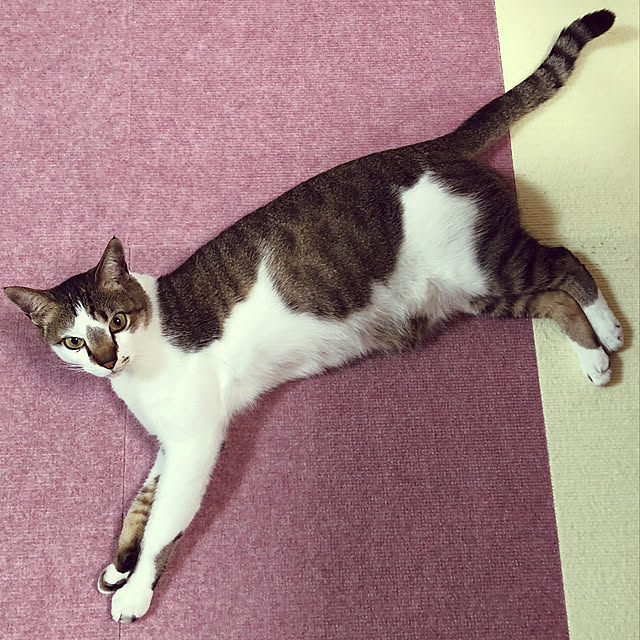 haruminさんの実例写真