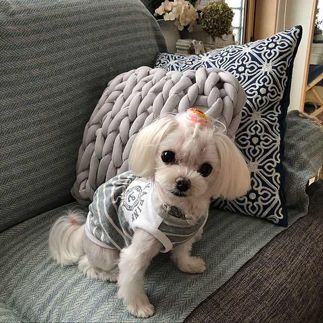 loliontoaliceveさんの実例写真