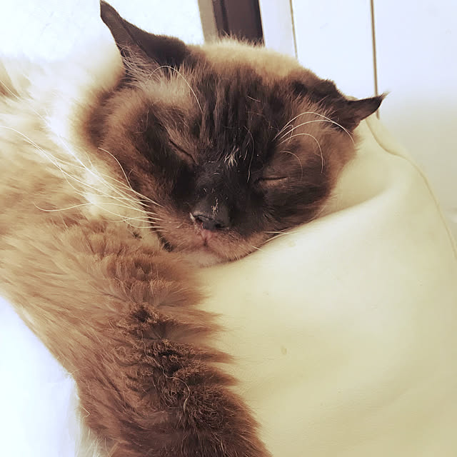 gingerwynksさんの実例写真