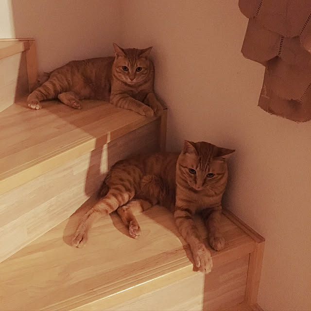 kinokoさんの実例写真