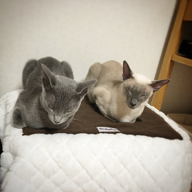 mujinekoさんの実例写真