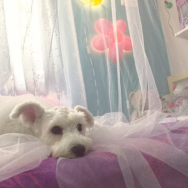 suzyさんの実例写真