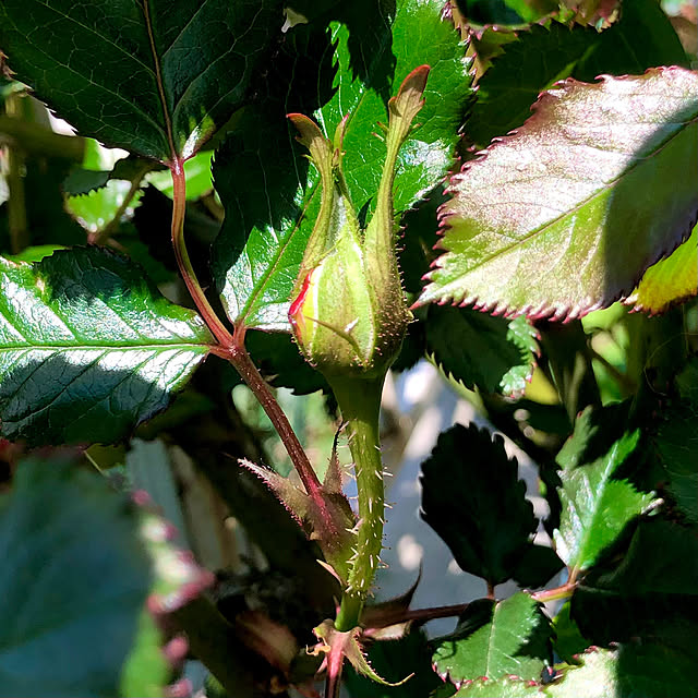 tomoさんの実例写真