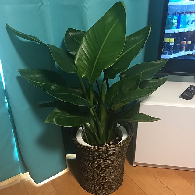 takepiさんの実例写真