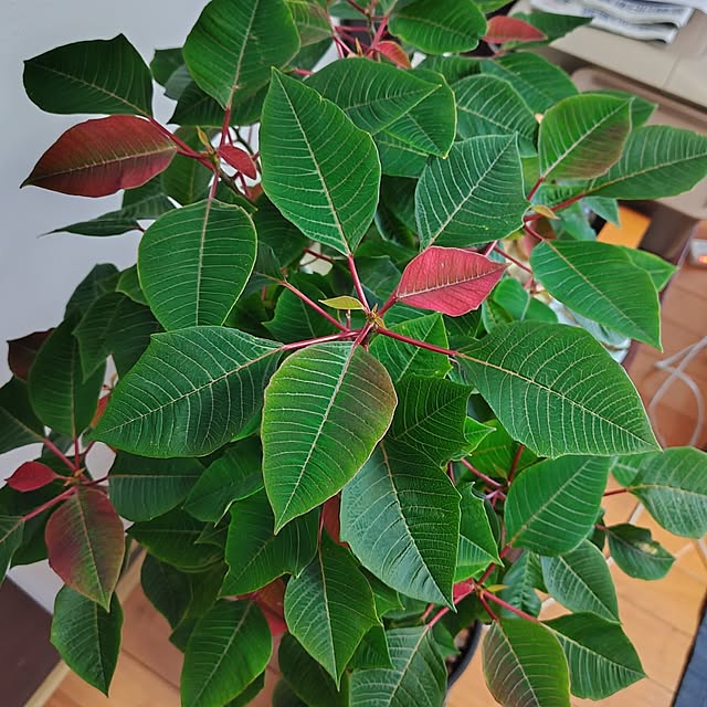 mutsuさんの部屋