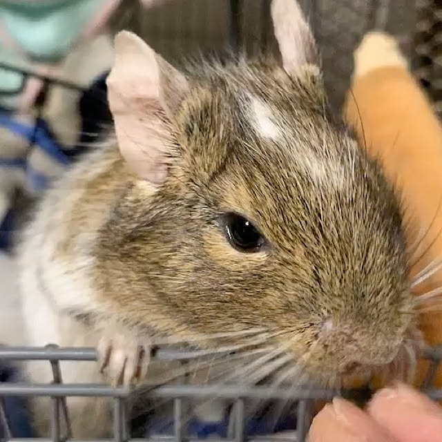 chirorinさんの実例写真