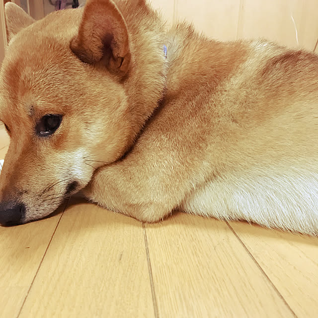 pillowsさんの実例写真