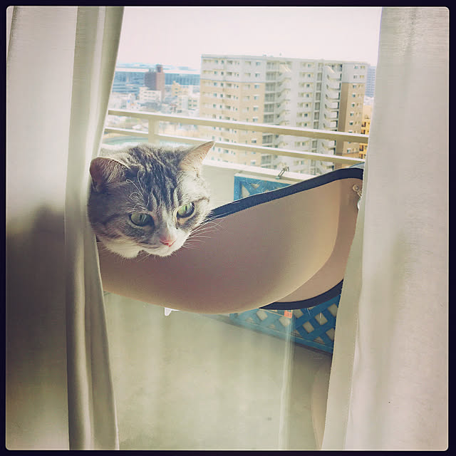 Shojiさんの実例写真