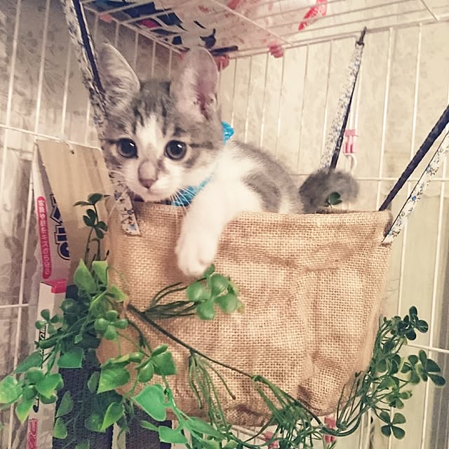 totoko3927さんの実例写真