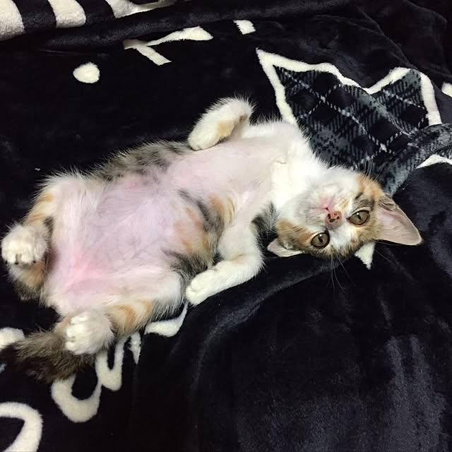 vivienne.coco-keiさんの実例写真