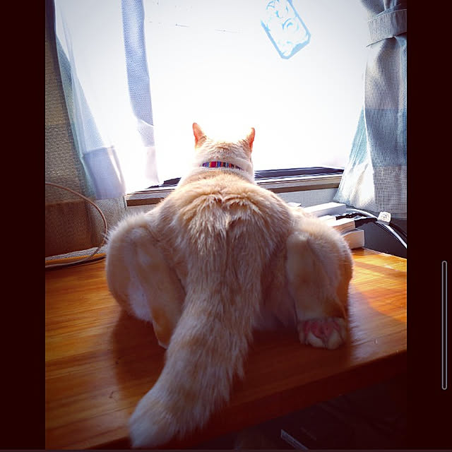 mntcさんの実例写真