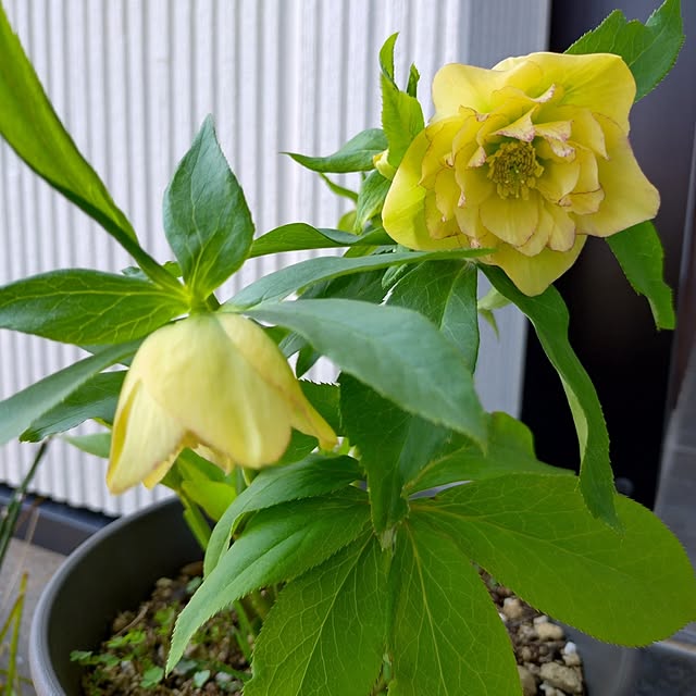 ruapyさんの部屋