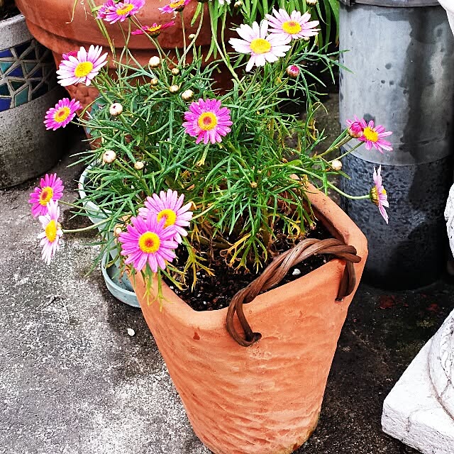 Ayaさんの実例写真