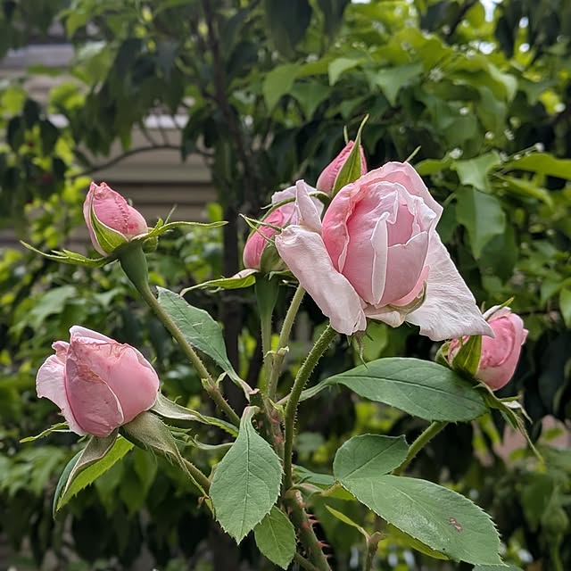 kumijiさんの部屋