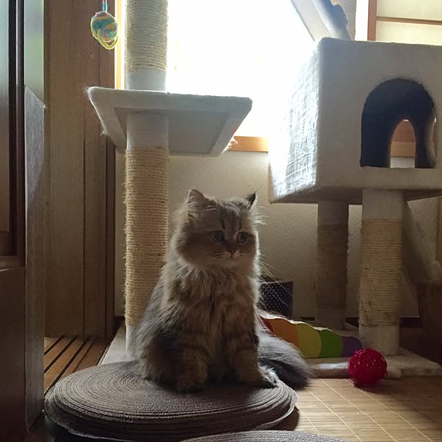 butachanさんの実例写真