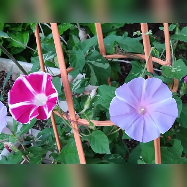 RUrumoさんの実例写真