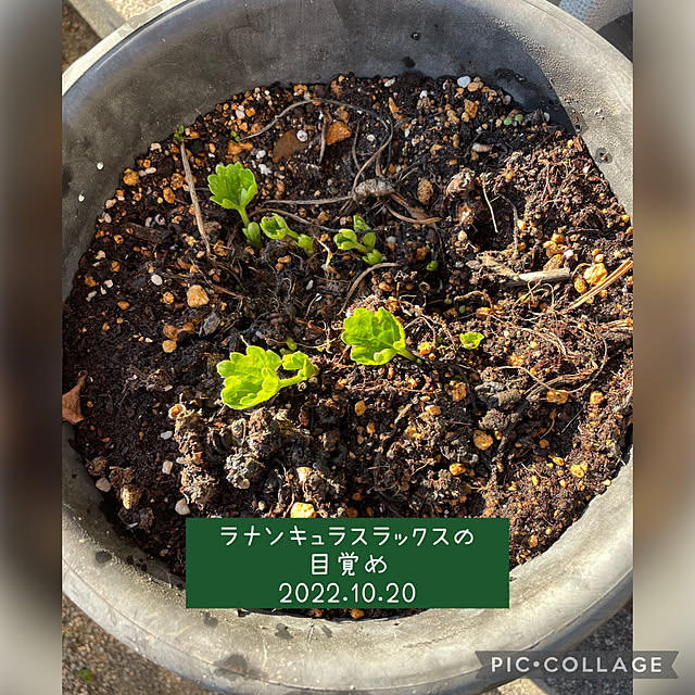 buchiさんの実例写真