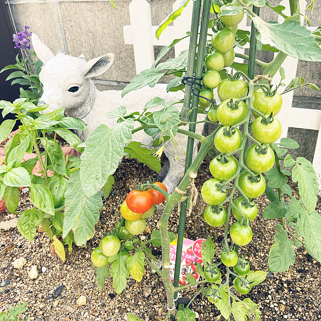 fumofumoさんの実例写真